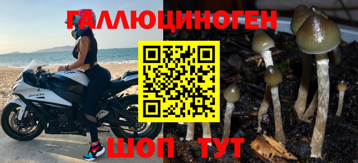 Псилоцибиновые грибы Psilocybe Братск